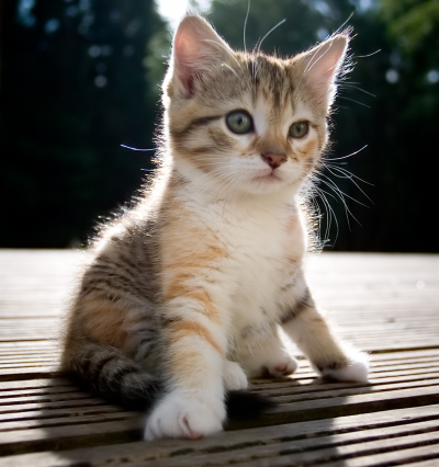 Cute Images on Cute Kittens    Catscatscats18